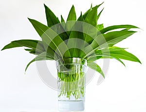 Ramson bunchin a glass, isolated on white background