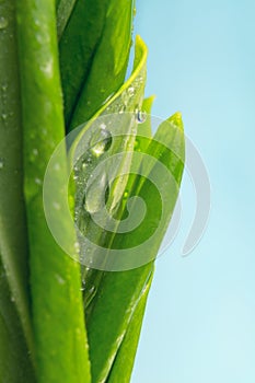 Ramson with dew