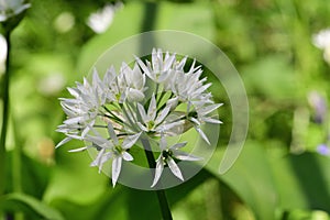 Ramson flower allium ursinum