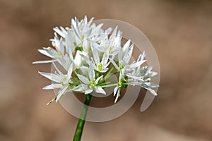 Ramson flower allium ursinum
