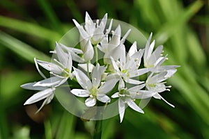 Ramson flower allium ursinum