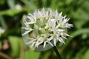Ramson flower allium ursinum