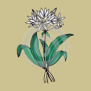 Ramson flowers, bear onion. Vector stock illustration eps10.
