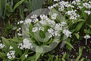 Ramson growing in the forest on a sunny day