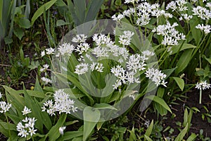 Ramson growing in the forest on a sunny day