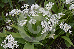 Ramson growing in the forest on a sunny day