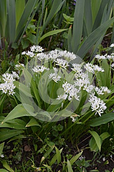 Ramson growing in the forest on a sunny day