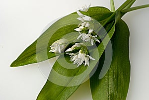 Ramson leaves and blossoms photo