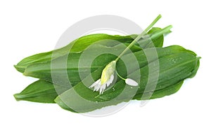Ramson leaves and flower
