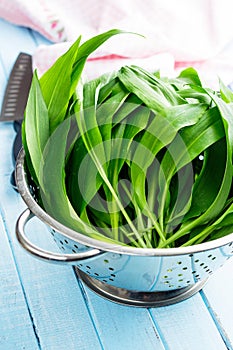 Ramson or wild garlic leaves