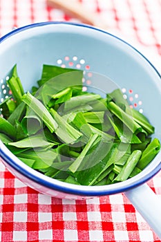 Ramson or wild garlic leaves