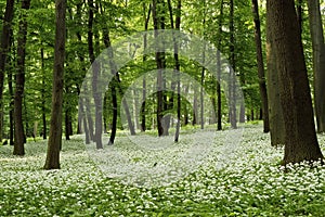 Ramsons (Allium ursinum)