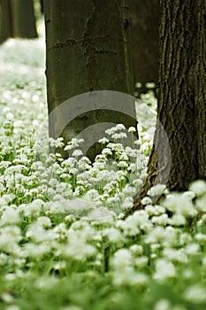 Ramsons (Allium ursinum) photo