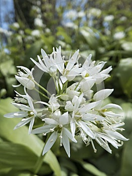 Ramsons, Allium ursinum, flowerhead with open flowers