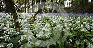 Ramsons and Bluebells photo