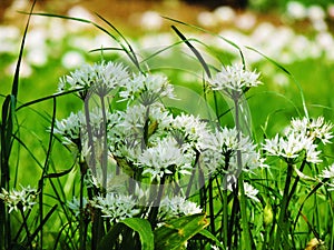 White ramsons flowers and leaves photo