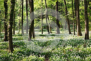 Ramsons in the forest photo