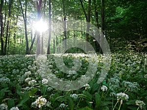 Ramsons forest in Mecsek hill, Hungary