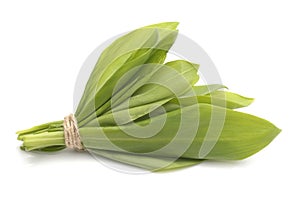 Ramsons leaves, wild garlic leaves isolated on white background.