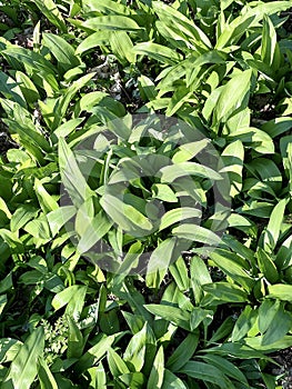 Ramsons or wild garlic plants in the early spring.