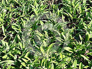 Ramsons or wild garlic plants in the early spring.