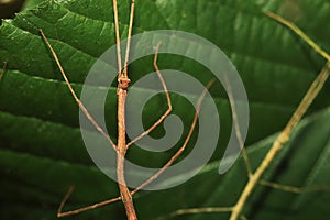 Ramulus nematodes nymph