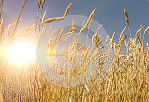 Ran yellow wheat. Field of wheat, in the rays of the setting sun, evening sky.