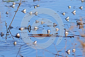 Rana arvalis. The accumulation of frogs in spring pond