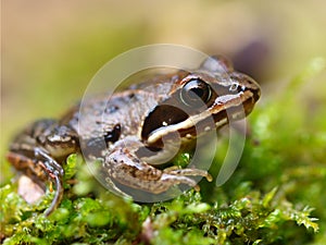 Rana arvalis, Europan Moor Frog