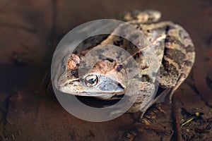 Rana arvalis. Frog close-up in spring in a puddle