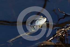 Rana arvalis. Frog close up in water