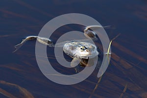 Rana arvalis. Frog closeup in the lake