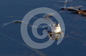 Rana arvalis. Frog resting on the water