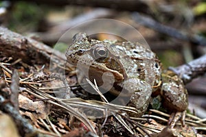 Rana arvalis moor frog