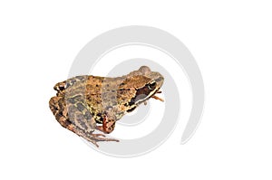 Rana arvalis. Moor frog on white background