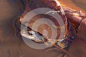 Rana arvalis. Spring frog sitting in a puddle