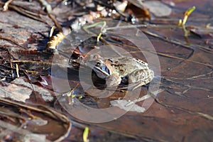 Rana arvalis. Swamp frog sits in a puddle in spring