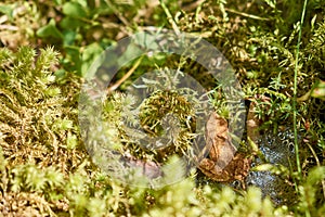 Rana dalmatina - brown little frog