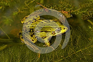 Rana esculenta - Edible frog