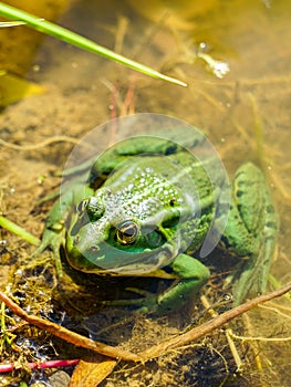 Rana esculenta - Edible frog or green frog in a natural environment