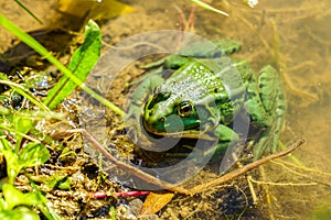 Rana esculenta - Edible frog or green frog in a natural environment