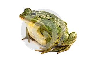 Rana esculenta. Green ,European or water, frog on white background. photo