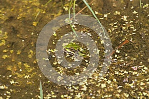 The Rana esculenta synklepton, frog, green frog, marsh frog, water, animal close-up portrait