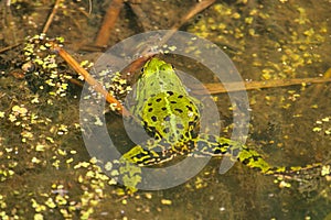 The Rana esculenta synklepton, frog, green frog, marsh frog, water, animal close-up portrait