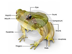 Rana frog photo