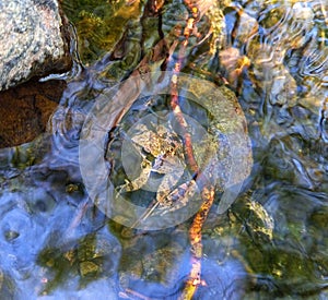 Rana graeca. A frog. A frog in the water.