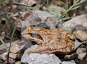 Rana temporaria