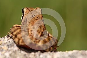 Rana temporaria