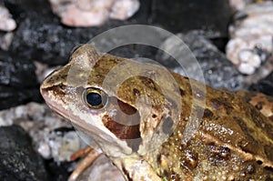 Rana temporaria, common frog