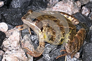 Rana temporaria, common frog